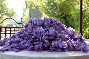 récolte des fleurs de crocus