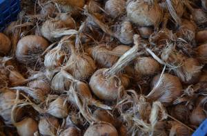 bulbes de crocus pour safran