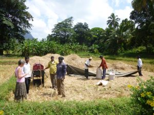 champ de riz sri lanka domidora