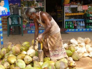 coupeur noix de coco sri lanka domidora